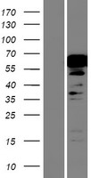 NKX2.3 (NKX2-3) Human Over-expression Lysate