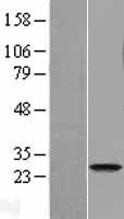 FAM119A (METTL21A) Human Over-expression Lysate