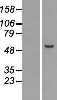 NUF2 Human Over-expression Lysate