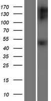 GDNF Receptor alpha 1 (GFRA1) Human Over-expression Lysate