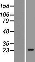 CACNG6 Human Over-expression Lysate