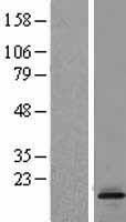 LTC4S Human Over-expression Lysate