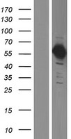 NEK11 Human Over-expression Lysate