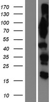 OSBPL9 Human Over-expression Lysate
