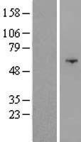 OSBPL9 Human Over-expression Lysate