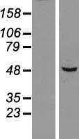 SNX5 Human Over-expression Lysate