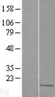 C12orf23 (TMEM263) Human Over-expression Lysate