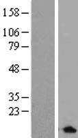 DEFB106A Human Over-expression Lysate