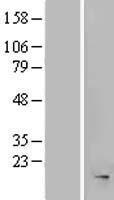 MRFAP1L1 Human Over-expression Lysate