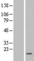 Secretory lectin ZG16 (ZG16) Human Over-expression Lysate