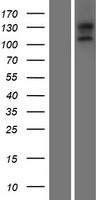 EGFLAM Human Over-expression Lysate