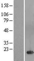 FAM241A Human Over-expression Lysate