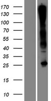 CD300LD-AS1 Human Over-expression Lysate