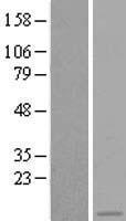 ASC2 (PYDC1) Human Over-expression Lysate