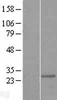 Mitocondrial Translational Initiation Factor 3 (MTIF3) Human Over-expression Lysate