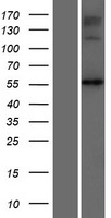 NAGS Human Over-expression Lysate