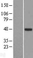 TTLL10 Human Over-expression Lysate