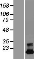 TMEM92 Human Over-expression Lysate