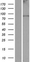ANKFN1 Human Over-expression Lysate
