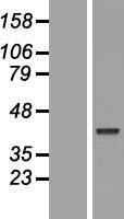 POU5F2 Human Over-expression Lysate