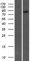 ARHGEF19 Human Over-expression Lysate