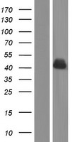 JAML Human Over-expression Lysate