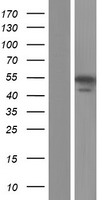 ALDH8A1 Human Over-expression Lysate