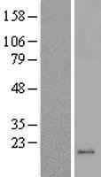 MRPL42 Human Over-expression Lysate