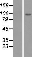 KCNH6 Human Over-expression Lysate
