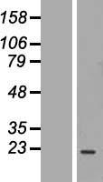 Calpain 3 (CAPN3) Human Over-expression Lysate