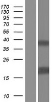 IL37 Human Over-expression Lysate