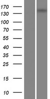 PAPLN Human Over-expression Lysate
