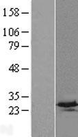 C4orf33 Human Over-expression Lysate