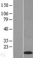 C22orf39 Human Over-expression Lysate