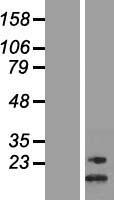 NKAIN3 Human Over-expression Lysate