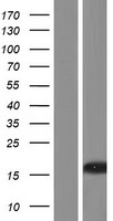 LINC02904 Human Over-expression Lysate