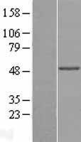 PNPLA1 Human Over-expression Lysate