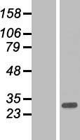ARL10 Human Over-expression Lysate