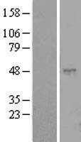 CLEC18C Human Over-expression Lysate