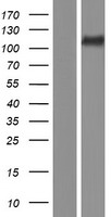 KSR2 Human Over-expression Lysate