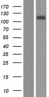 B4GALNT3 Human Over-expression Lysate