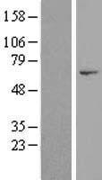 DNHD1 Human Over-expression Lysate