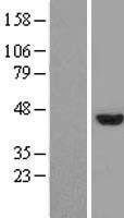 Mohawk homeobox (MKX) Human Over-expression Lysate