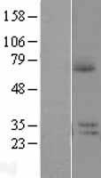 C22ORF30 (PRR14L) Human Over-expression Lysate