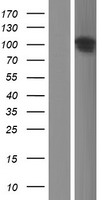 ANKS6 Human Over-expression Lysate