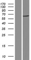 C3orf23 (TCAIM) Human Over-expression Lysate