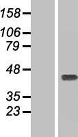CCDC50 Human Over-expression Lysate