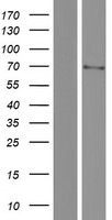 POTED Human Over-expression Lysate