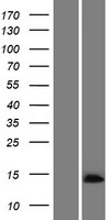 C14orf178 Human Over-expression Lysate