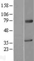 MAGEA2 Human Over-expression Lysate